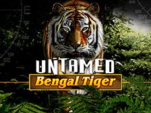 Untamed Bengal Tiger